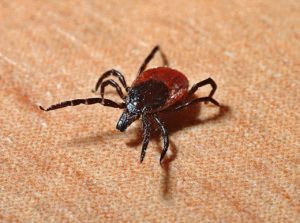 CRISPR/Cas9 May Reduce Tick-Borne Diseases