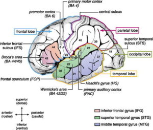 Neural Basis Of Language Comprehension In The Brain