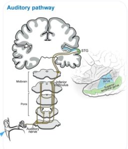 Neural Coding In The Auditory Cortex