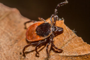 Potential New Test For Diagnosing Lyme Disease