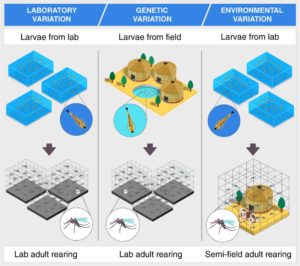 Identifying Aging Mosquitos That Cause Malaria