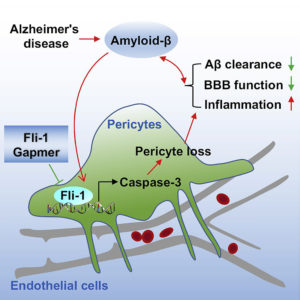 New Therapeutic Target For Alzheimer’s