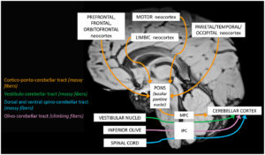 The Human Cerebellum Does More Than Thought