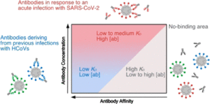 Common Covid Doesn’t Generate Effective SARS-CoV-2 Antibodies