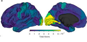 Brains Are Wired Together By Surprisingly Few Connections