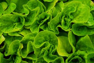 Nature: Leafy Greens Are Anti-Viral, Anti-SARS-CoV-2^