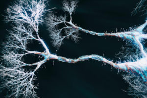 Brain Dendrites Help With Complex Calculations