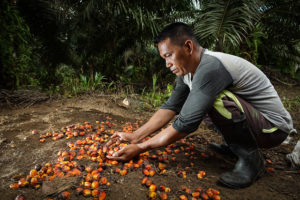 Indonesia Bans Palm Oil Exports – For Health It’s A Good Thing