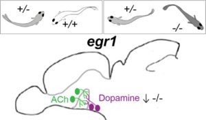 Fish Gene Could Contain New Clues To Autism