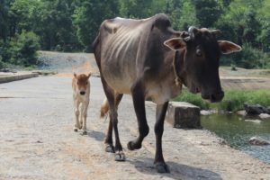 Cow Dung Fires Linked To Black Fungus Epidemic In India