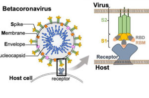 New Clues To Mechanisms In Covid Infections