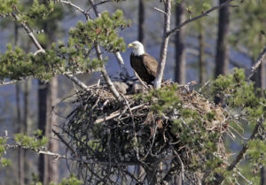 Bald Eagles Dying Of