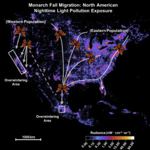 2,500 Mile Monarch Migration Disrupted By Night Lights, Maybe Cell Phones