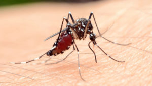 Scientists Closer To Outsmarting Malaria Parasites