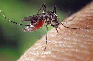 Mosquito Spit Halts Yellow Fever, Dengue & Zika