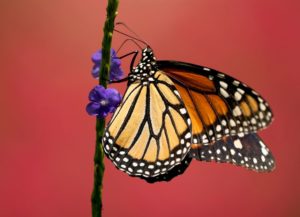 The Beloved Monarch Is Now Endangered