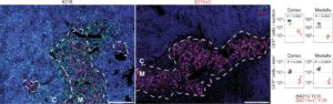 Natural Mechanism Causes 50-Fold Increase In T-Cell Activation Sensitivity