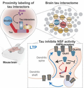 Roles Of Dementia Proteins In Normal Memory