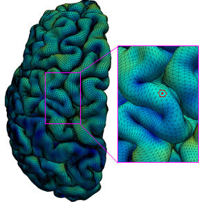 New Map Of The Developing Cerebral Cortex