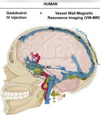 Brain’s Drainage & Healing System In 3D