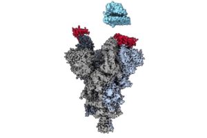 “Weak Spot” Of Major Covid Variants