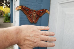 World’s Largest Moth Now In U.S., Note The Snakeheads