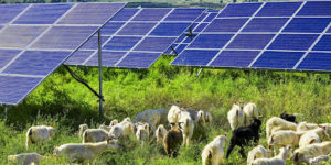 USDA & Solar Sheep, Cattle Farms – SUNz™ BJYEnergy™ L. Orr