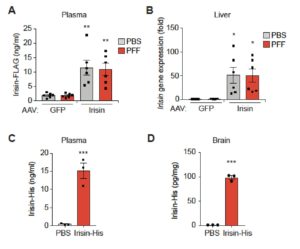 Exercise Hormone Halts Parkinson’s Disease Symptoms