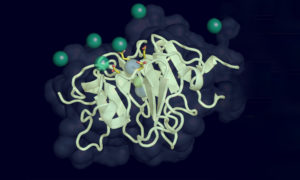 Single Protein Could Unlock