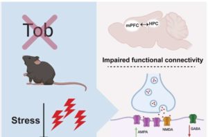 TOB Gene Plays A Significant Role In Reducing Depression & Anxiety