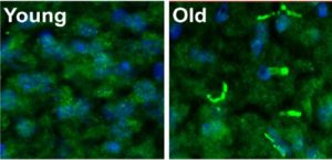 How Memory Of Personal Interactions Declines With Age