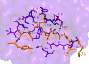 Covid Protein Caught Severing Critical Immunity Pathway