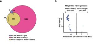 Redefining Obesity With Discovery Of Two Major Subtypes