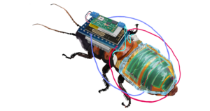 Remote-Controlled Cyborg Cockroach Experiment