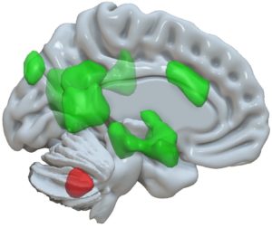 New Function Of The Cerebellum