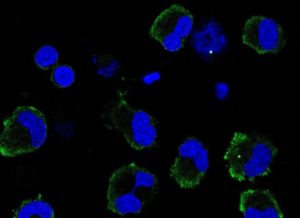 Drug’s Potential For Covid Inflammation