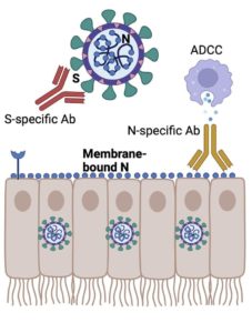 Novel Monoclonal Antibody Therapy For Covid