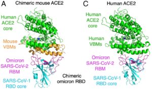 Evidence For Possible Animal Origin Of The Covid Omicron Variant