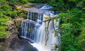 20% Of Great Britain May Be Temperate Rainforest, 1% Now