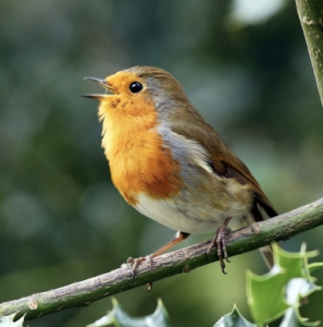 You Knew It:  Birdsong & Chirps Help Anxiety & Paranoia (with audio)