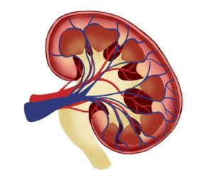 Women Are More Resilient To Kidney Disease