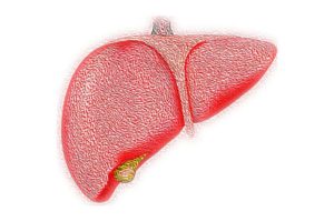 Potential Liver Regeneration