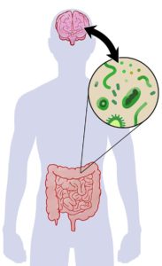 Gut Microbiome At The Center Of Parkinson’s Disease Pathogenesis
