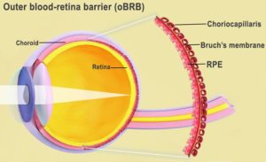 3D Bioprinting Creates Eye