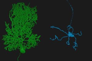 New Field Of Neuroscience Aims To Map Connections In
