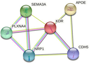 New Biomarker Of Early-Stage Alzheimer’s Disease (blue)