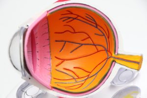 AI Finds Twisting Of Eye Vessels Could Cause High Blood Pressure And Heart Disease – MEDICAL & HEALTH – AI – Dx