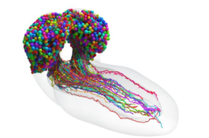 First Map Of A Fruit Fly Brain – For Neuroscientist And AI, It’s A Big Deal