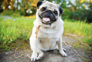 Dog Smiles Are Specific Human Greetings