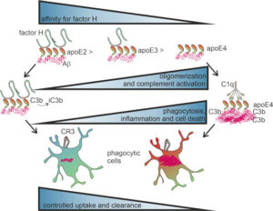 New Study Reveals A Possible Cause Of Inflammation In Alzheimer’s Disease